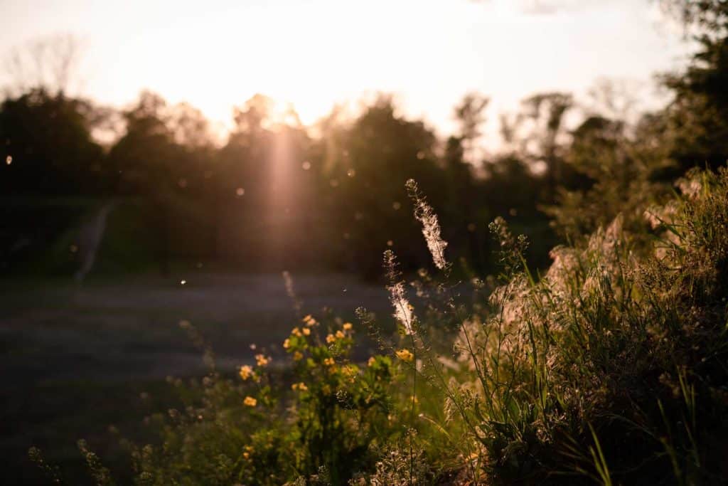 trc afbeelding blog allergieen natuur bloemen