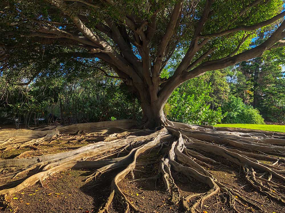 trc afbeelding boom treeoflife leven